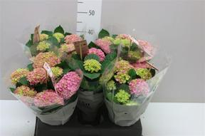 Hydrangea Magical Revolution 3-4 mix