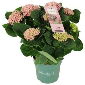 Hydrangea Magical Revolution 3-4 mix