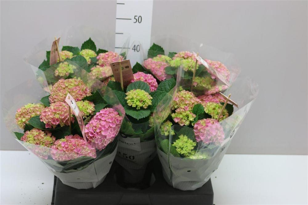 Hydrangea Magical Revolution 3-4 mix