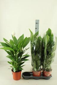 Spathiphyllum Bingo Cupido 3+