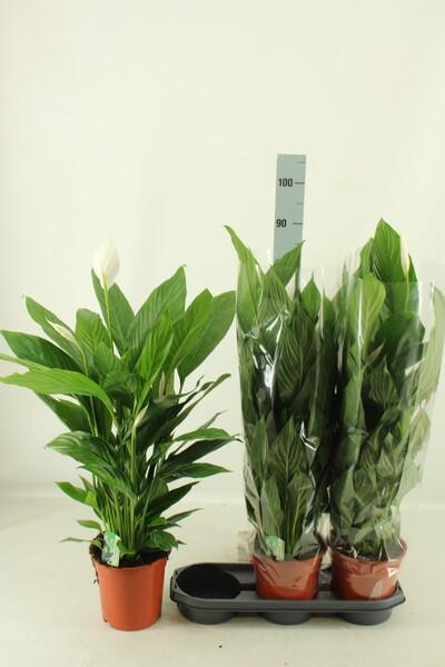 Spathiphyllum Bingo Cupido 3+