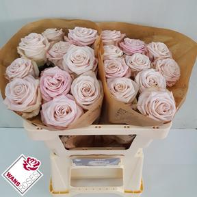 Rosa gr cafe