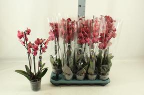 Phalaenopsis Narbonne orange 3tak  24+
