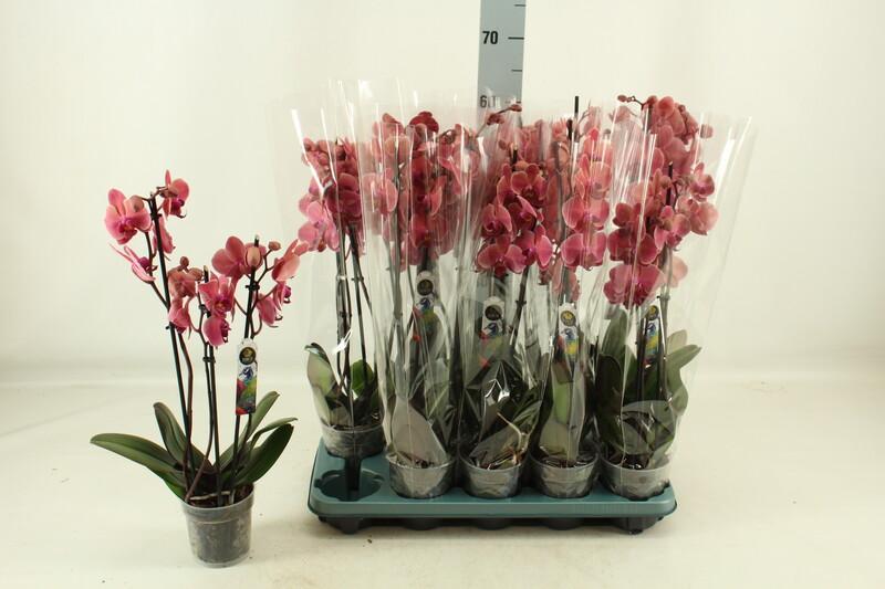 Phalaenopsis Narbonne orange 3tak  24+