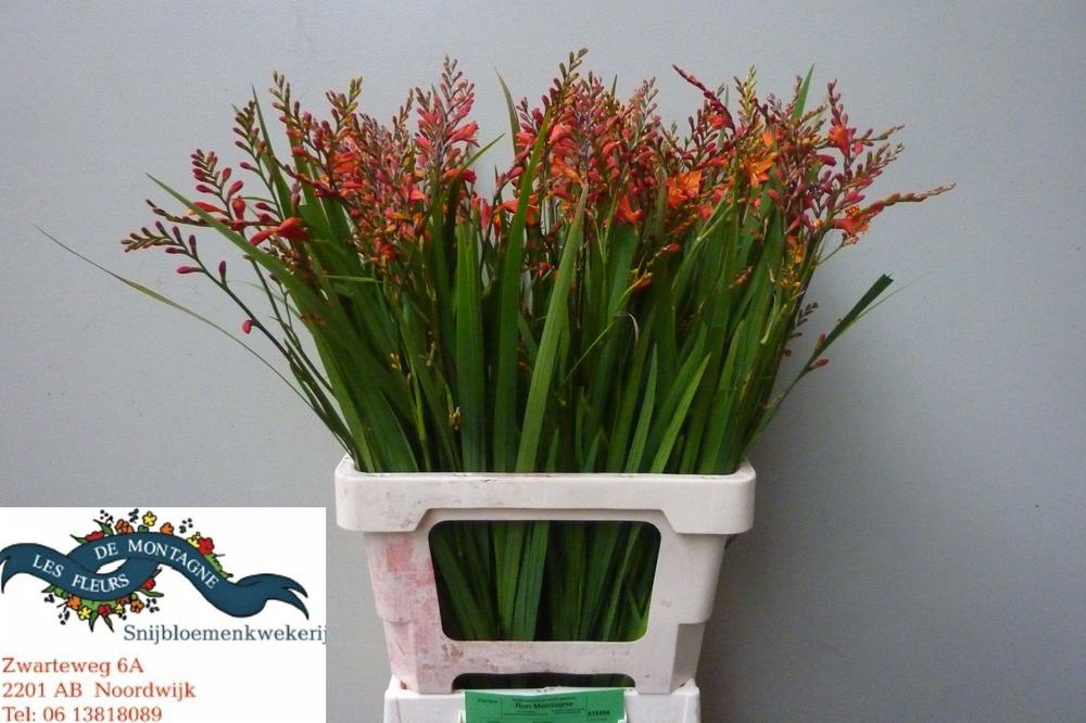 Crocosmia red king
