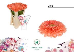 Germini plastic pomponi jive