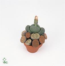 Lithops
