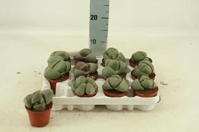 Lithops