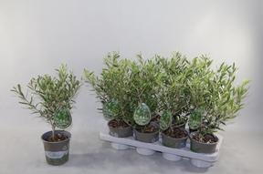 Olea europaea