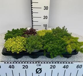 Sedum mix