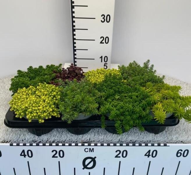 Sedum mix