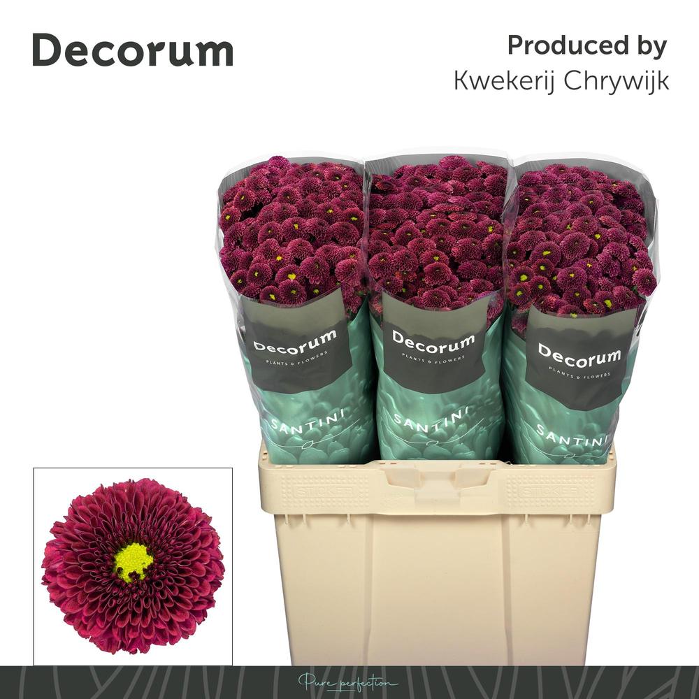 Chrys sa purpetta red