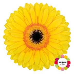 Gerbera diamond apollo