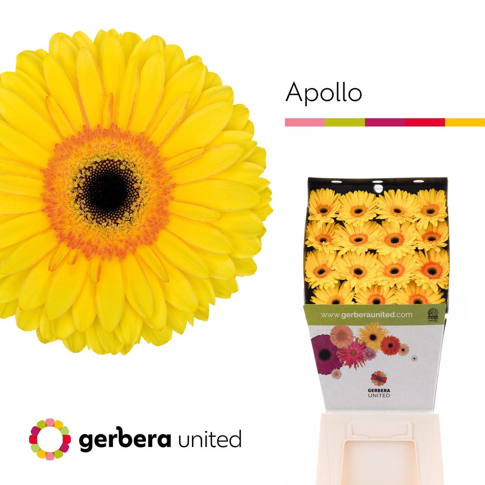 Gerbera diamond apollo