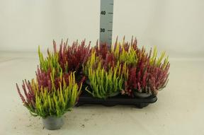 Calluna Garden Girls Trio