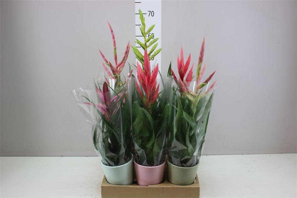 Tillandsia mix keramika