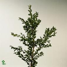 Zeleň - buxus 3 kg pytel