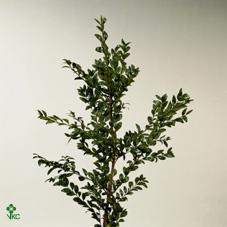 Zeleň - buxus 3 kg pytel bal.