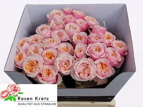 Rosa gr notting hill