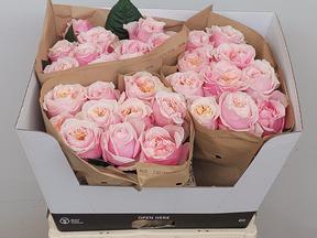 Rosa gr notting hill