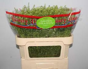 Thlaspi green dragon