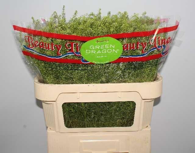 Thlaspi green dragon