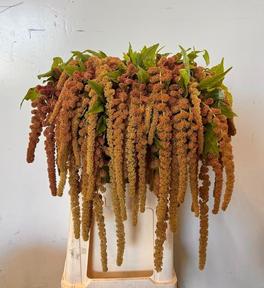 Amaranthus coral fountain