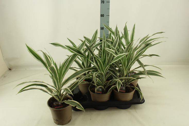 Dracaena marg. Sunray kopstek