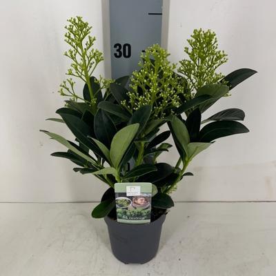 Skimmia jap. Finchy green 4+