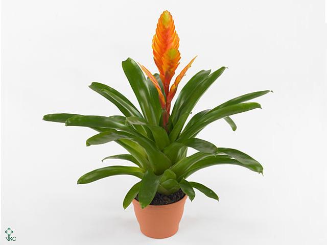 Vriesea Intenso red