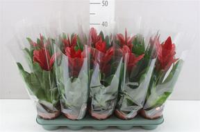Vriesea Intenso red