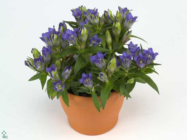 Gentiana pink
