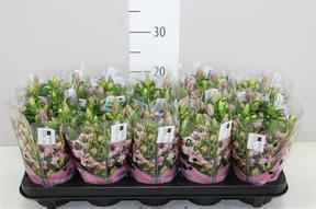 Gentiana pink