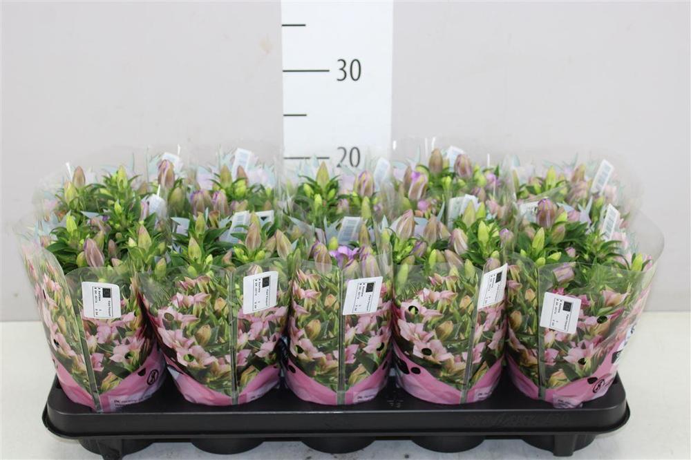 Gentiana pink