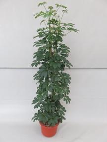 Schefflera Compacta