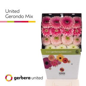 Gerbera diamond pomponi mix