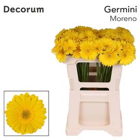 Germini plastic moreno