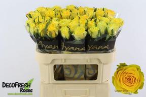 Rosa gr golden smile