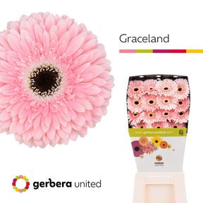 Gerbera diamond graceland