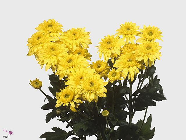 Chrys trb beppie geel