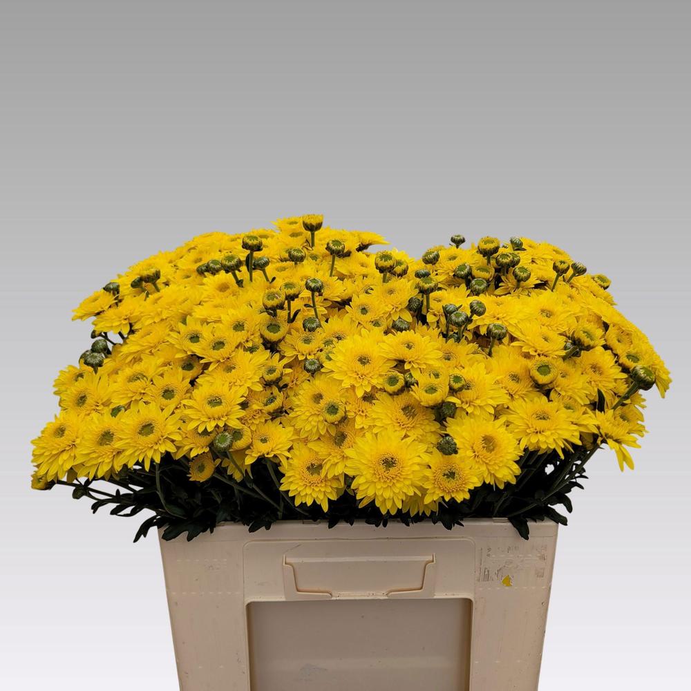 Chrys trb beppie geel