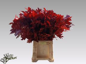 Zeleň - eik rubra barvený