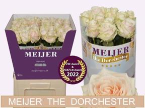 Rosa gr dorchester+