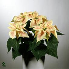 Poinsettia Autumn Leaves