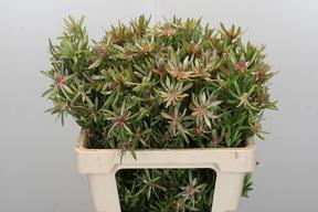 Leucadendron ayoba star pearl