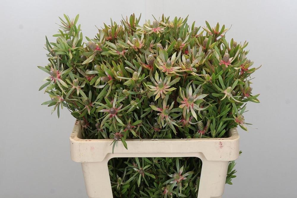 Leucadendron ayoba star pearl