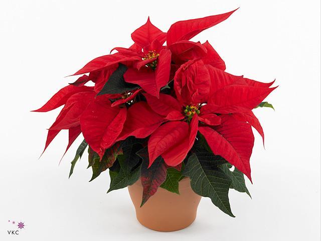 Poinsettia Mars red