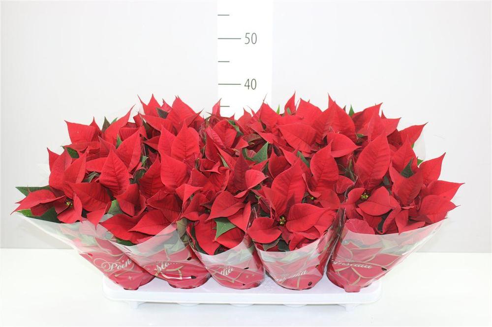 Poinsettia Mars red