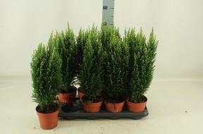 Chamaecyparis Snow White