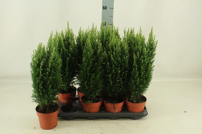 Chamaecyparis Snow White